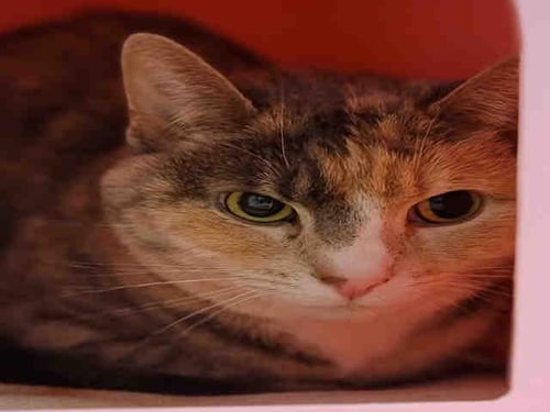 SIENNA - Domestic Short Hair available for adoption