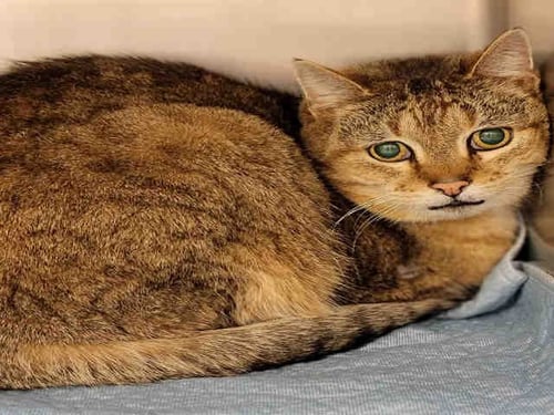 CALDWELL - Domestic Short Hair available for adoption