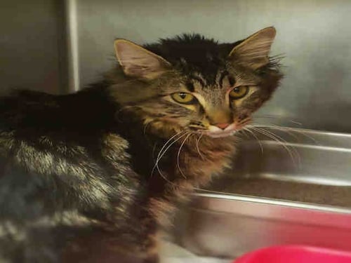 HARLEY QUINN - Domestic Long Hair available for adoption