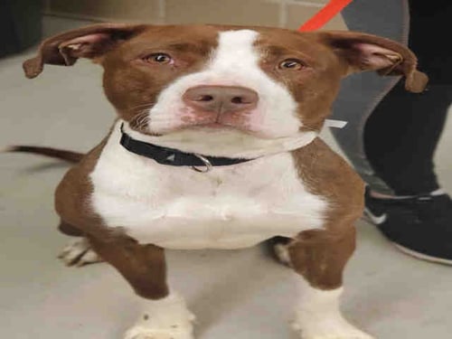 A442150 - Pit Bull Terrier available for adoption