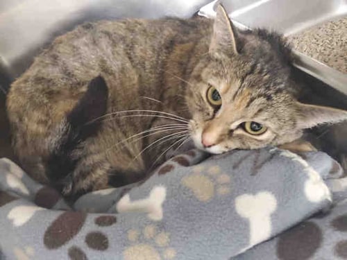 GYPSY - Domestic Short Hair available for adoption