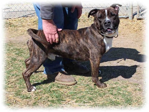 CHUCKY - Pit Bull Terrier available for adoption