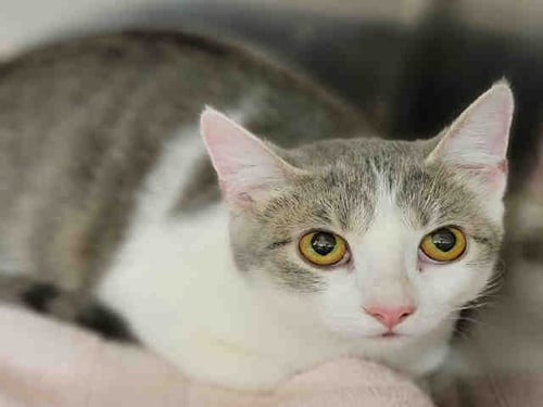 CIDER - Domestic Short Hair available for adoption