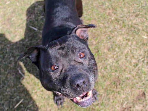 MISTY - Pit Bull Terrier available for adoption