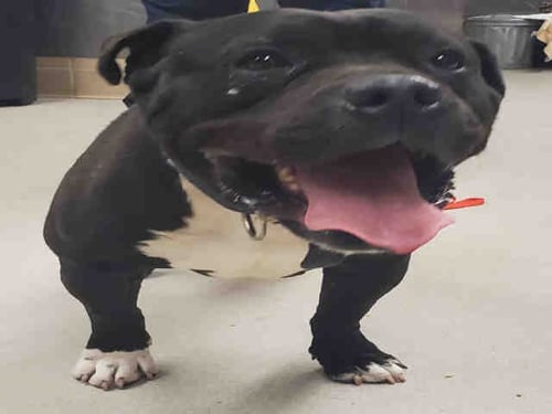 PANTHER - Pit Bull Terrier available for adoption