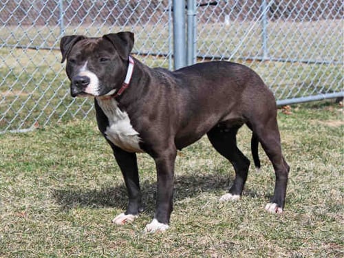 SCRAFA - Pit Bull Terrier available for adoption