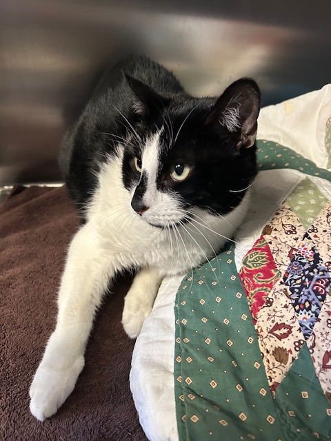 HAILEY AND HERBIE - Domestic Short Hair available for adoption