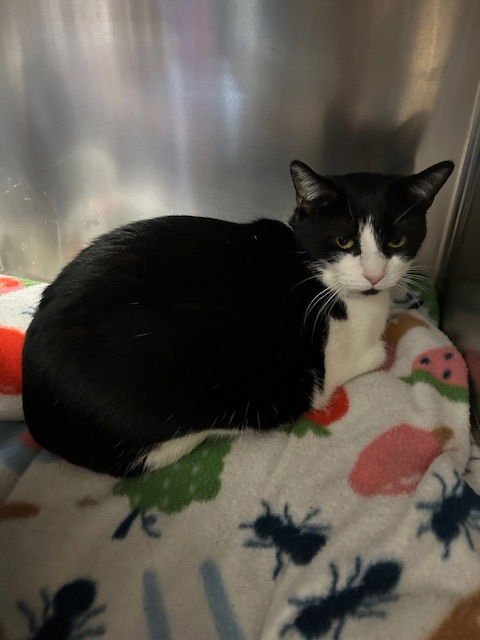 HAILEY AND HERBIE - Domestic Short Hair available for adoption