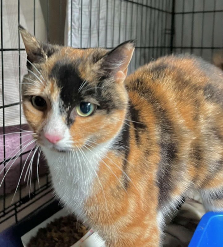 TAI - Domestic Short Hair / Calico available for adoption