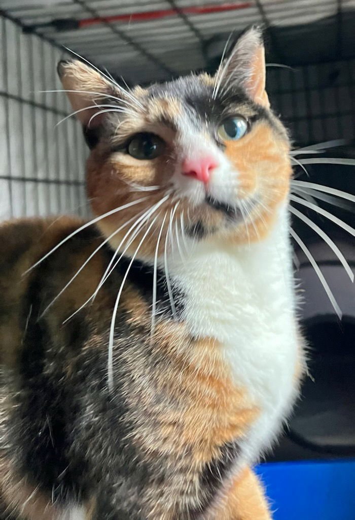 TAI - Domestic Short Hair / Calico available for adoption