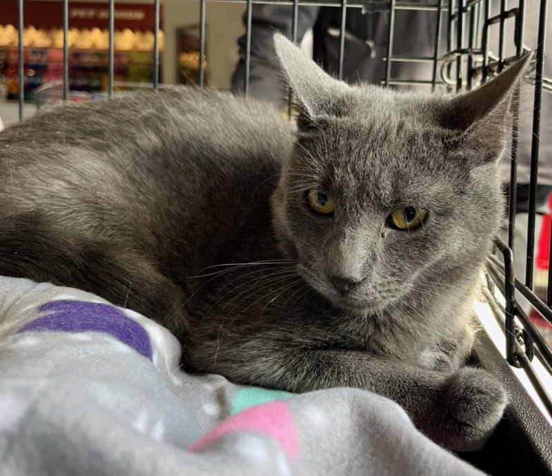 LIAM - Russian Blue available for adoption