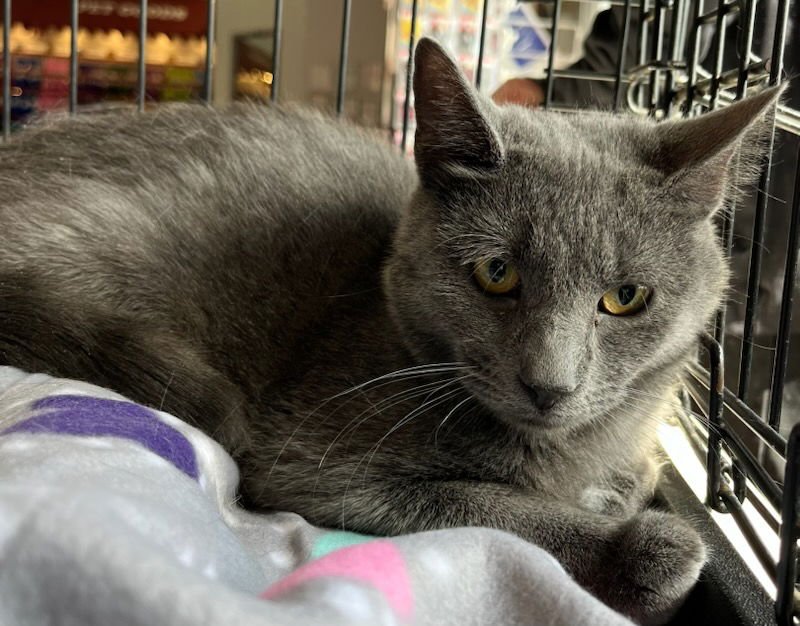 LIAM - Russian Blue available for adoption