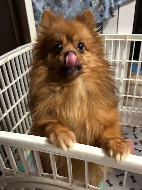 ROMEO POM - Pomeranian available for adoption