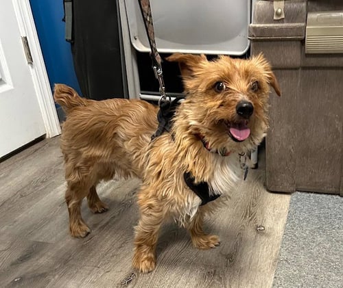 BENTLEY - Yorkshire Terrier Yorkie / Terrier available for adoption