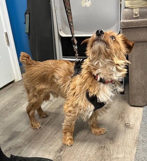 BENTLEY - Yorkshire Terrier Yorkie / Terrier available for adoption