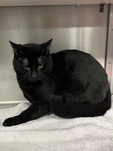 RUGER - Domestic Short Hair available for adoption