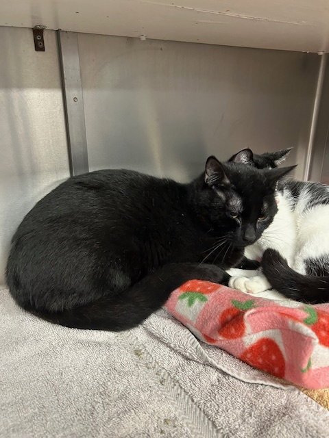 RUGER - Domestic Short Hair available for adoption