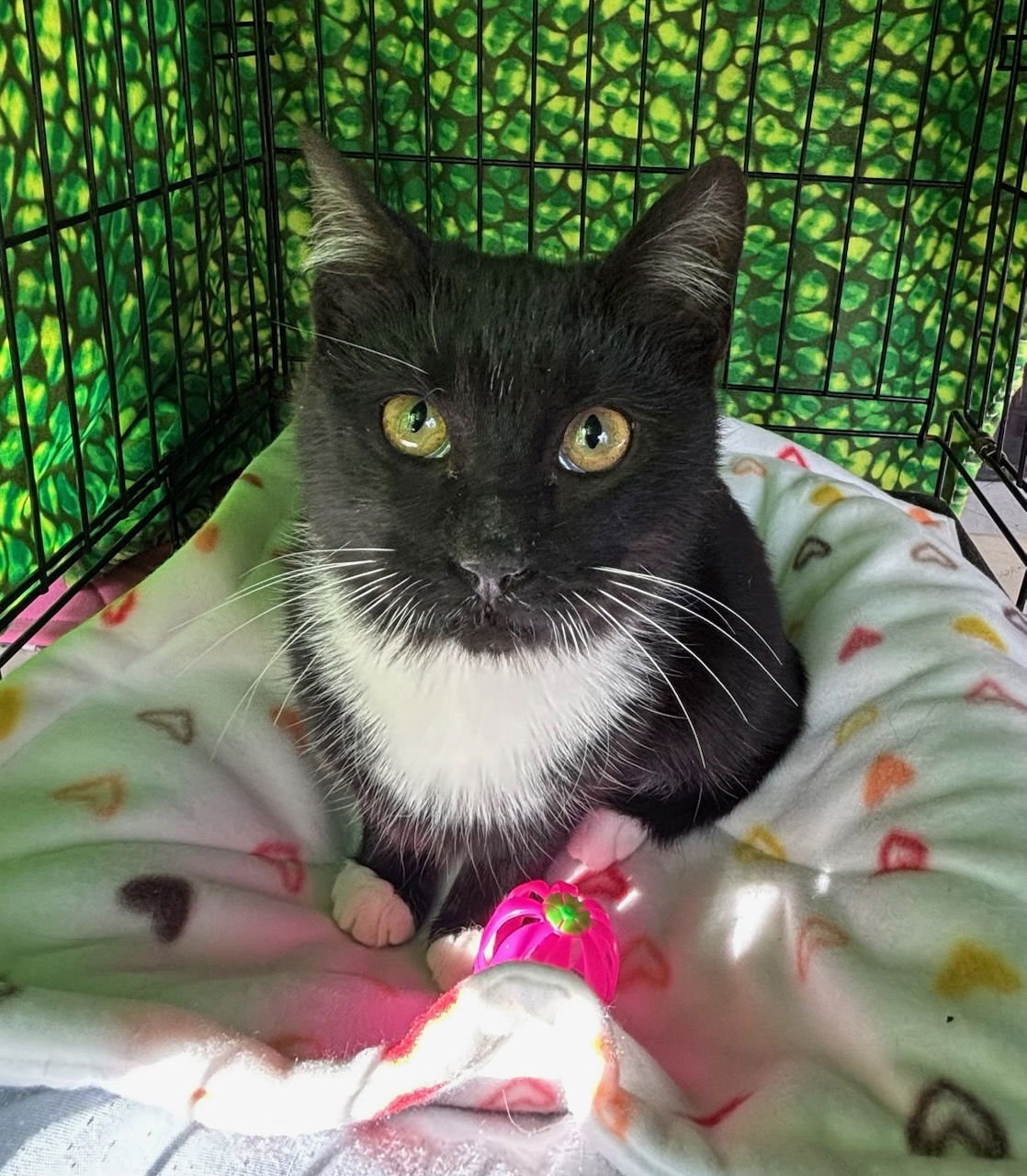 DELLA - Domestic Short Hair available for adoption