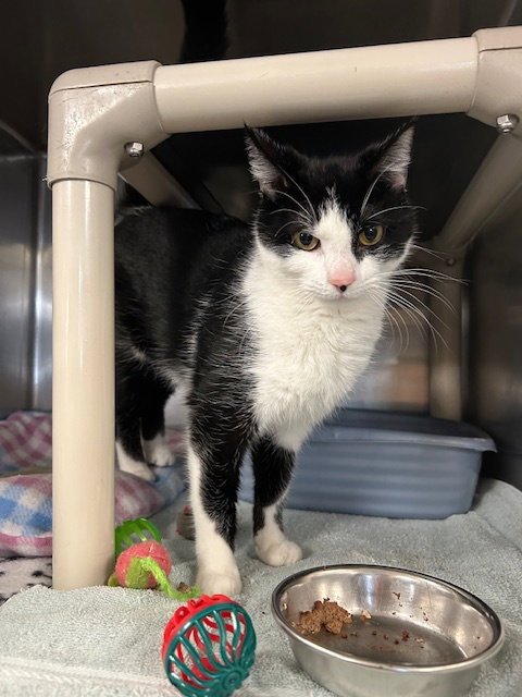 MISSY - Domestic Short Hair available for adoption