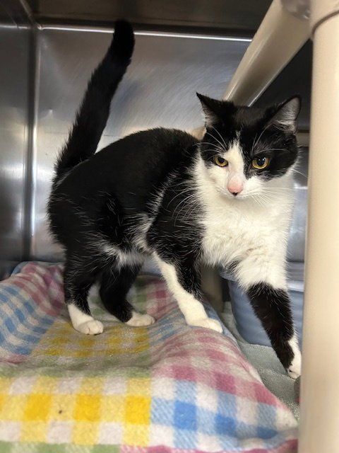 MISSY - Domestic Short Hair available for adoption