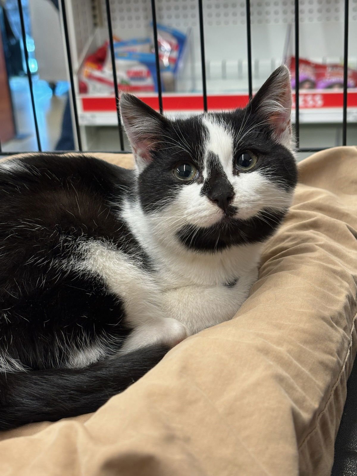 DESMOND - Domestic Short Hair available for adoption