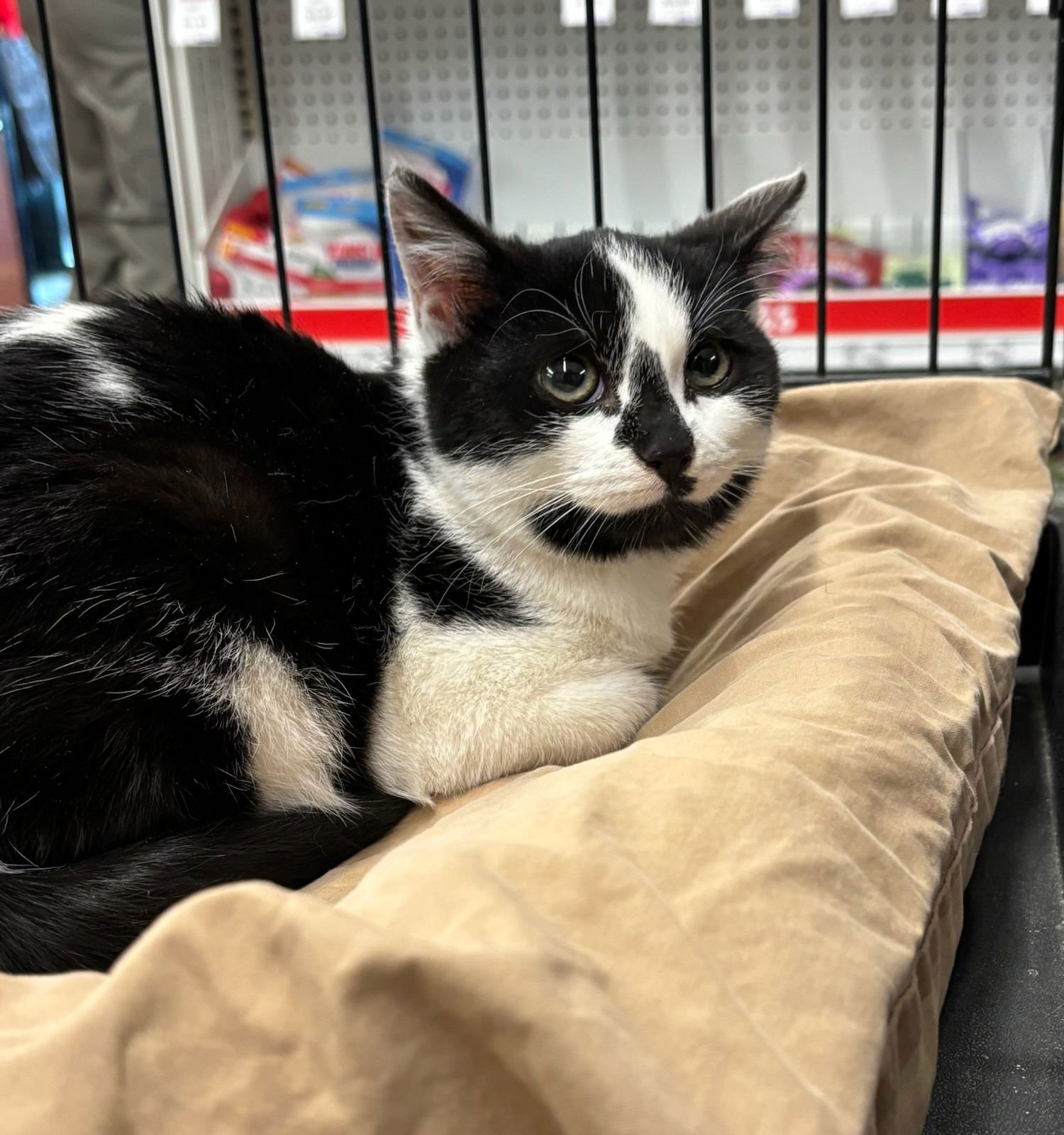 DESMOND - Domestic Short Hair available for adoption