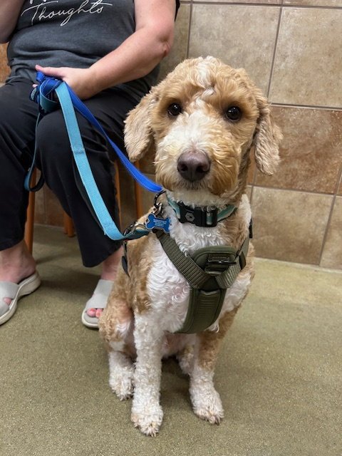 GOOSE - Poodle (Miniature) / English Shepherd available for adoption