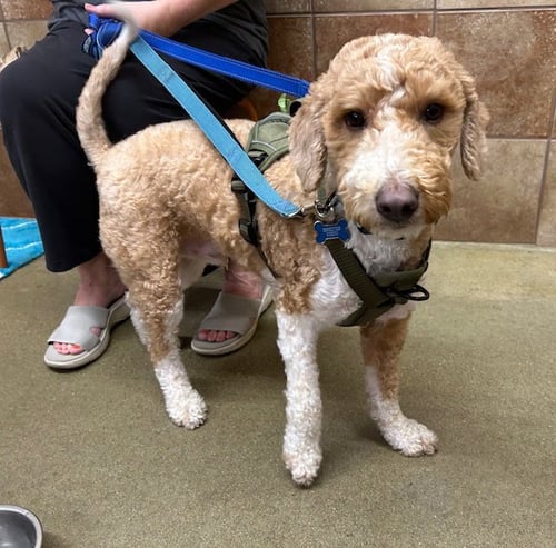 GOOSE - Poodle (Miniature) / English Shepherd available for adoption