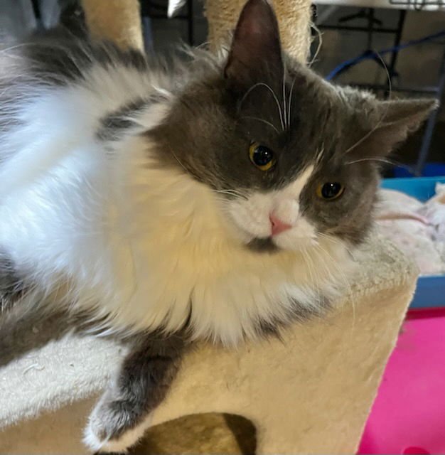 BITTY - Domestic Long Hair available for adoption