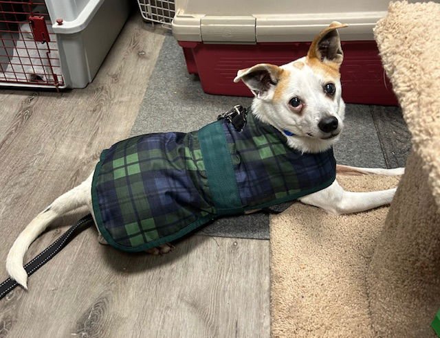 LB - Rat Terrier available for adoption