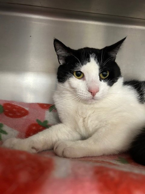 MILO - Domestic Short Hair available for adoption