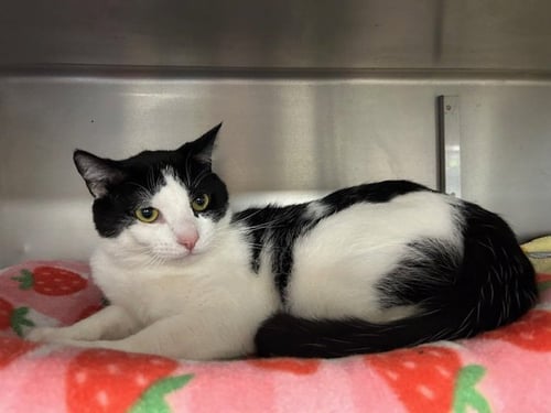 MILO - Domestic Short Hair available for adoption