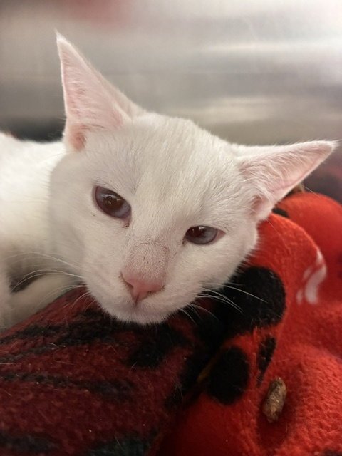 OLAF & BIANCA - Siamese available for adoption
