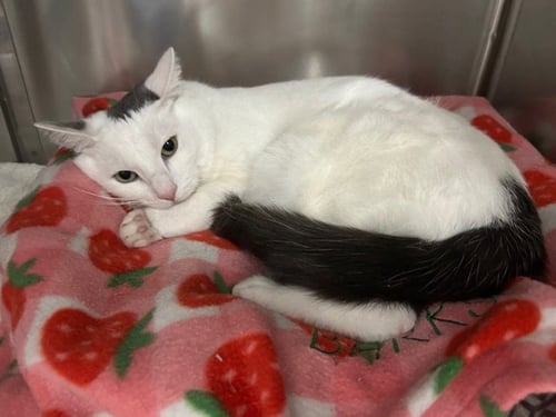 NOODLE - Domestic Short Hair available for adoption