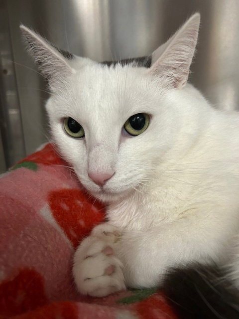 NOODLE - Domestic Short Hair available for adoption