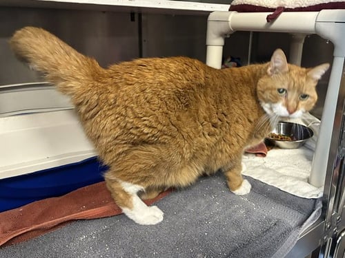 TORK - Domestic Long Hair available for adoption