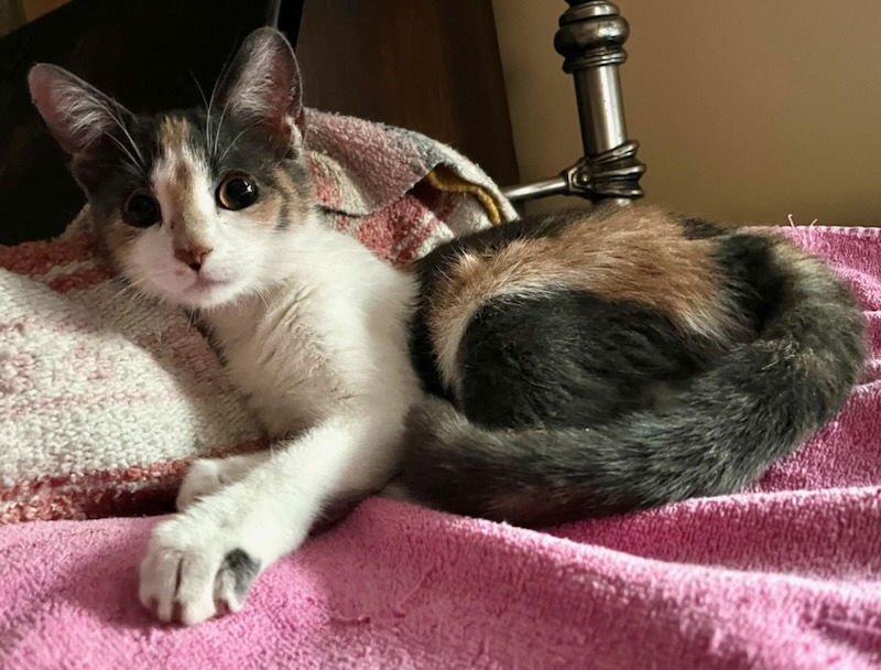 FIFI LA FEEF - Domestic Short Hair available for adoption