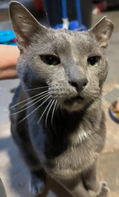 SCOTTY - Russian Blue / Domestic Short Hair available for adoption