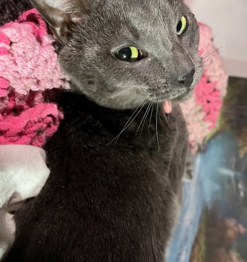 SCOTTY - Russian Blue / Domestic Short Hair available for adoption