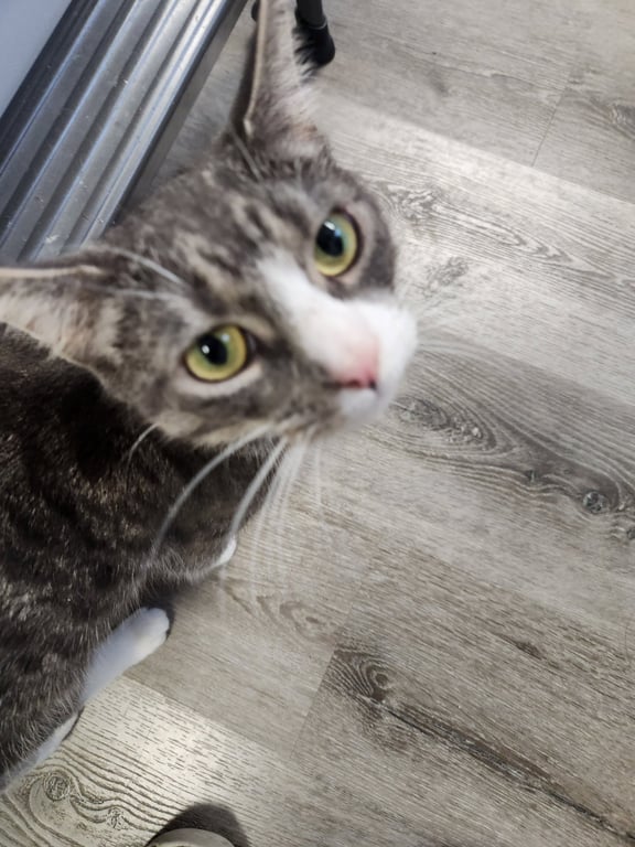 Abbie Image