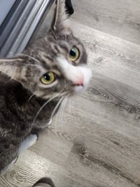 Abbie - Photo 1