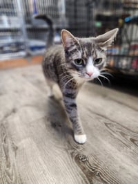 Abbie - Photo 2