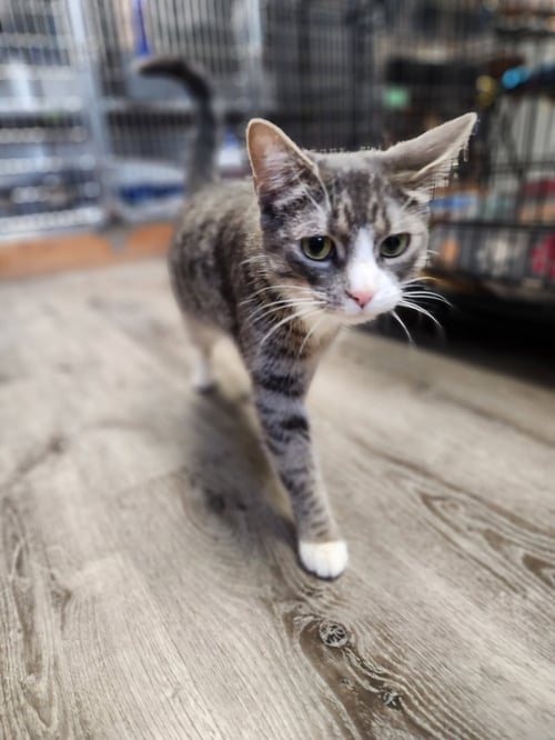 ABBIE - Domestic Short Hair available for adoption