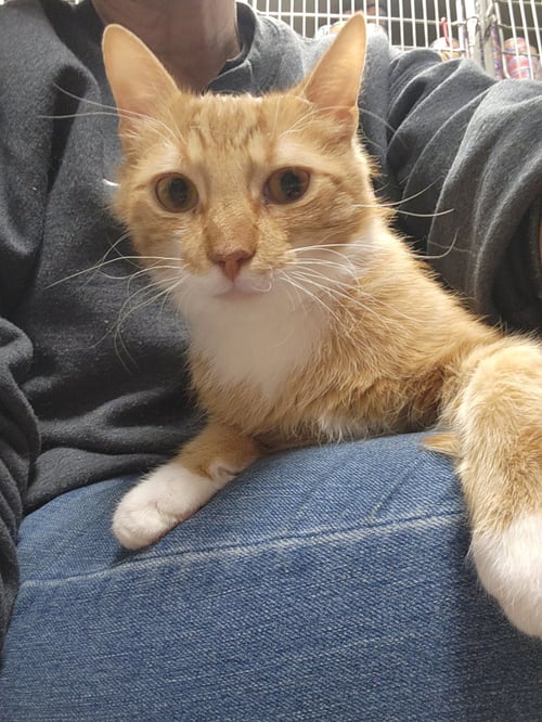 PUMPKIN - Domestic Short Hair available for adoption