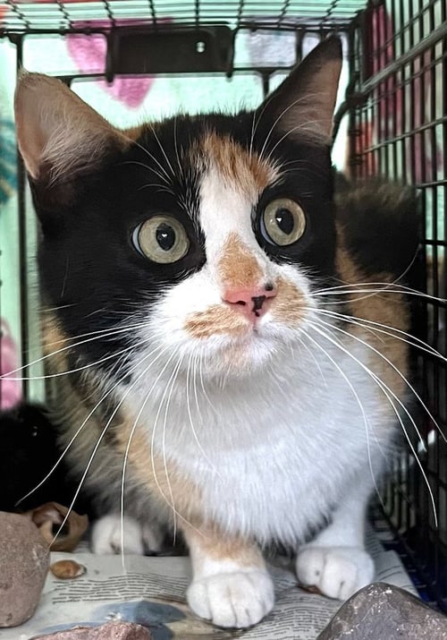 VIOLET - Domestic Long Hair available for adoption