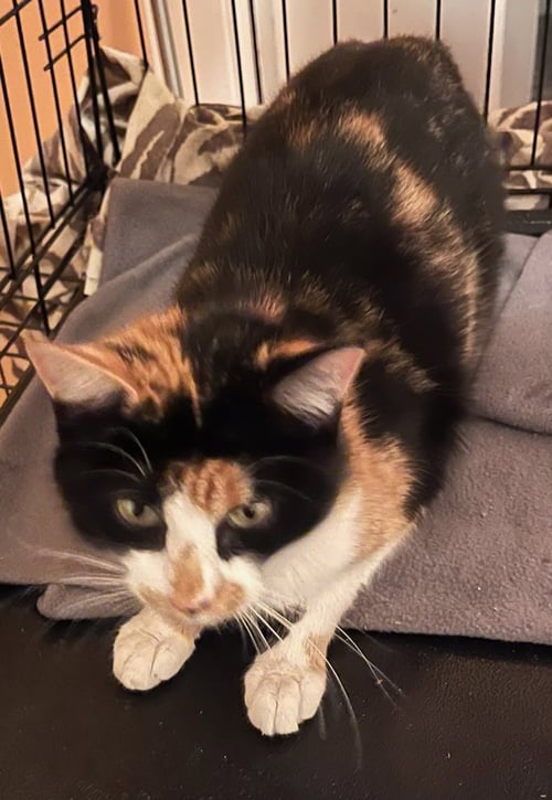 VIOLET - Domestic Long Hair available for adoption