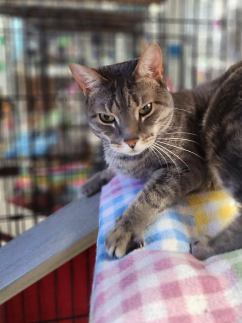 HARRIET - Domestic Short Hair available for adoption