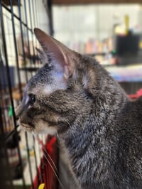 Harriet - Photo 2