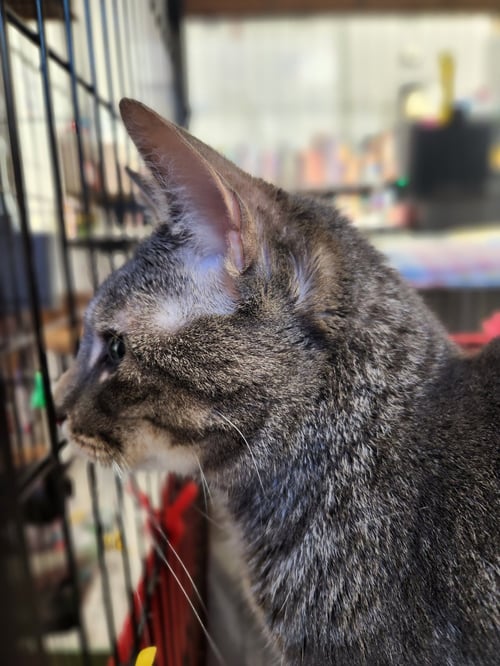 HARRIET - Domestic Short Hair available for adoption