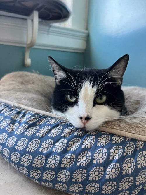 EDDIE - Domestic Short Hair available for adoption